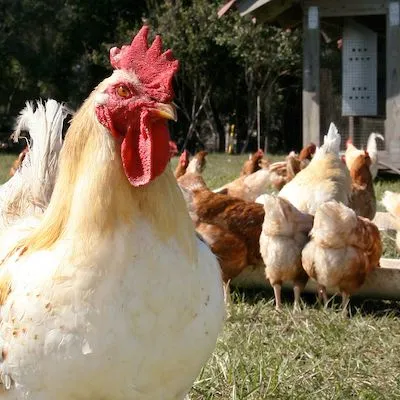 thumbnail for publication: Avian Influenza in Poultry